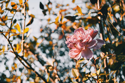 Close-up of pink cherry blossoms in spring