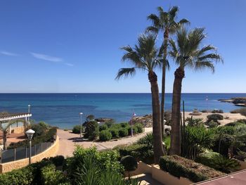 Palm trees on beach against sky