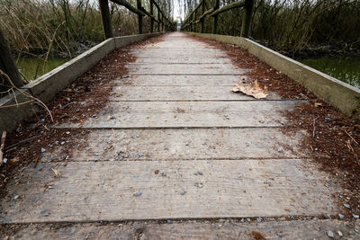 Surface level of footpath amidst trees in forest