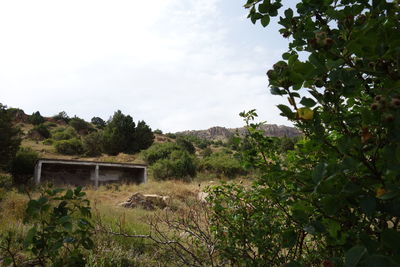 View of lush foliage against trees