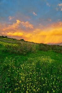 Scenic view of field against sky during sunset