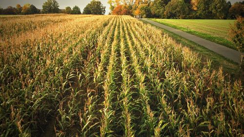 Crops growing on field