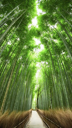 Walkway amidst trees in forest