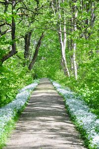 Footpath amidst trees in forest