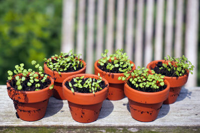 Close-up of potted plants in greenhouse