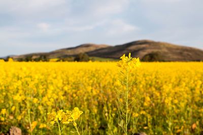 Scenic view of oilseed rape field against sky