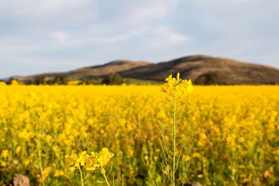 Scenic view of oilseed rape field against sky