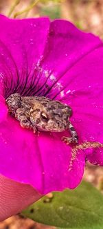 Close-up of insect on pink flower