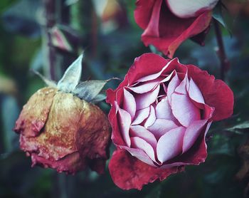 Close-up of wilted rose