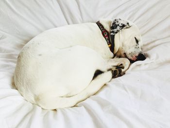 Dog sleeping on bed