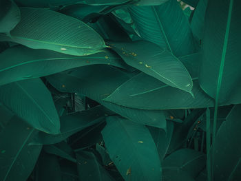 Full frame shot of fresh green leaves