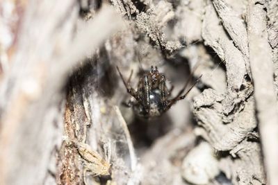 Close-up of spider on tree trunk