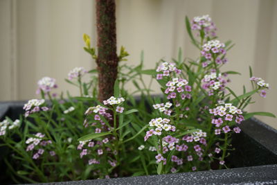 Close-up of flowers blooming outdoors