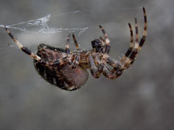 Close-up of spider on web