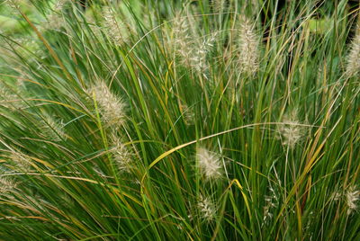 Close-up of wheat growing on field