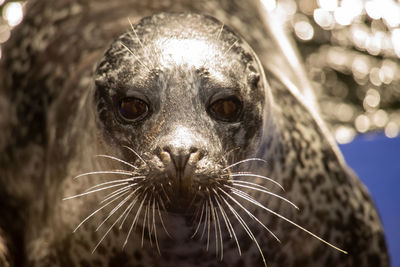 Close-up portrait of a seal 