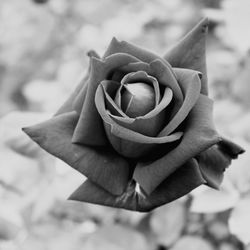 Close-up of rose against blurred background