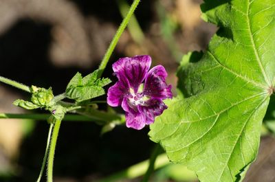 Close-up of purple flowering plant