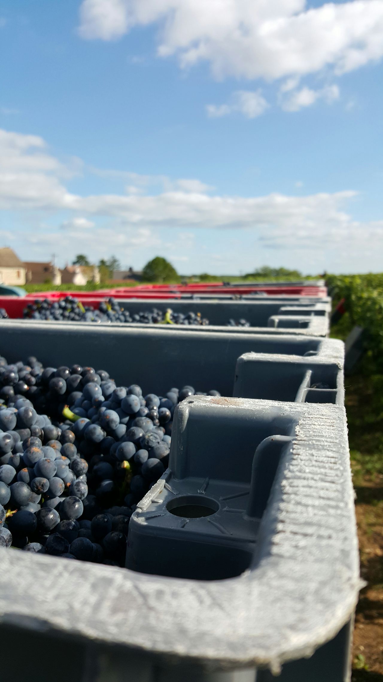 Wine Harvest