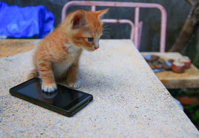 Cat sitting on table