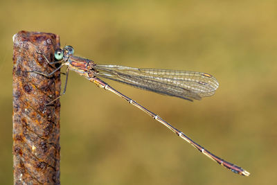 Close-up of dragonfly on twig