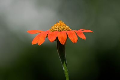 Close-up of orange flower plant