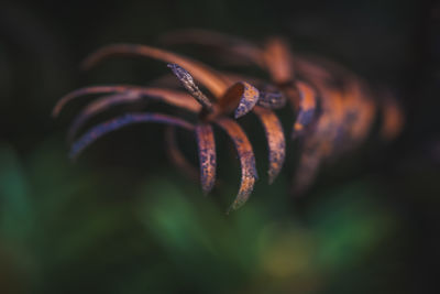 Close-up of spiral leaf