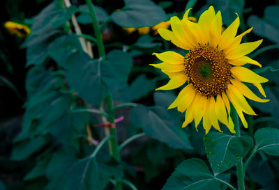 Close-up of sunflower