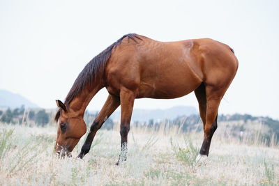 Throughbred horse eating grass in field