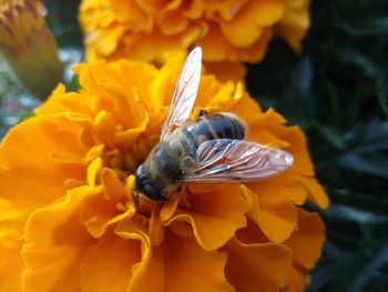 Close-up of bee on yellow flower