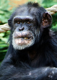 Close-up portrait of chimpanzee