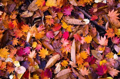 Full frame shot of autumnal leaves