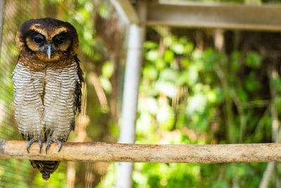 Portrait of owl perching on wood