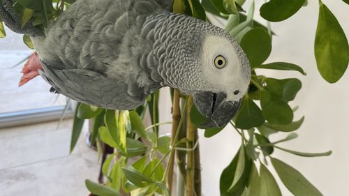 Close-up of a bird