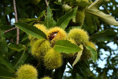 Close-up of bee on plant