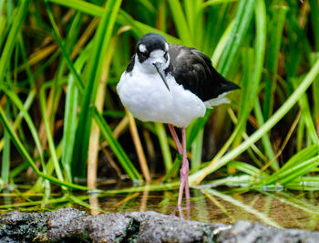 Close-up of bird perching on plant