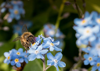 Close-up of bee on purple flower