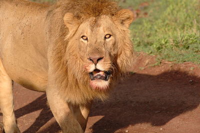 Close-up of lion