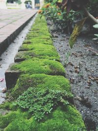 Moss growing on tree trunk