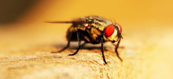 Close-up of housefly