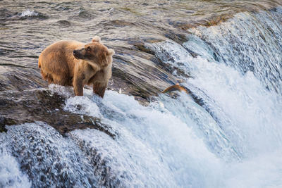 View of lion in river