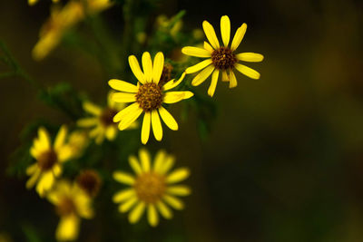 Close-up of yellow flowering plant