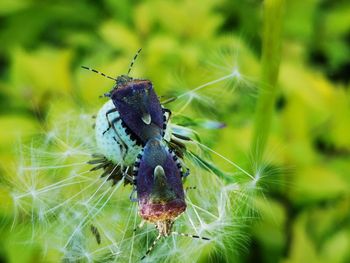 Close-up of butterfly on flower