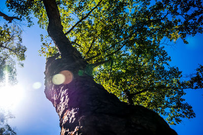 Low angle view of tree against blue sky