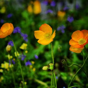 Close-up of flowers blooming outdoors
