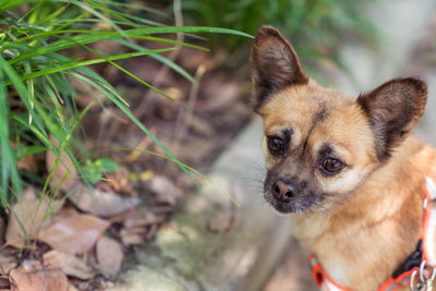 Close-up portrait of dog