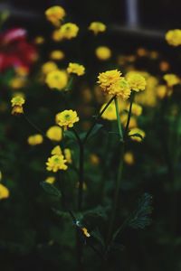 Close-up of yellow flowers blooming outdoors