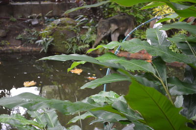 Close-up of plants in water