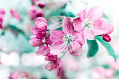 Close-up of pink flower