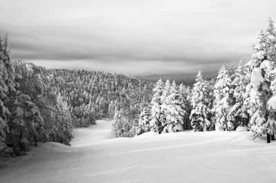 Trees on snow covered landscape against sky